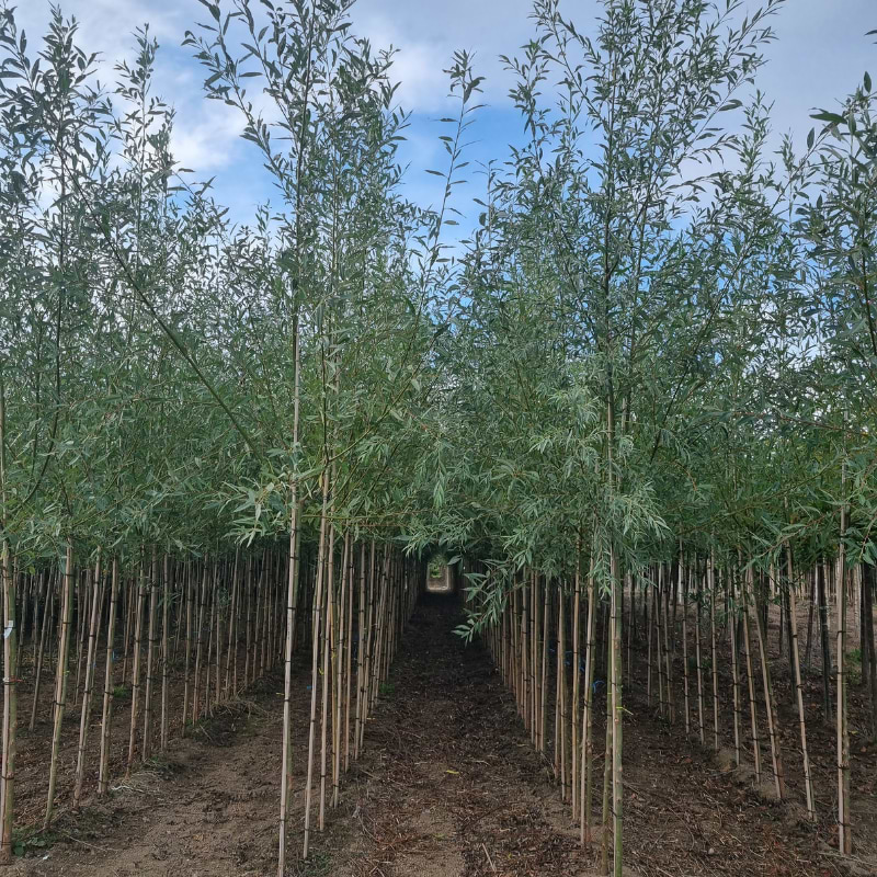 salix alba