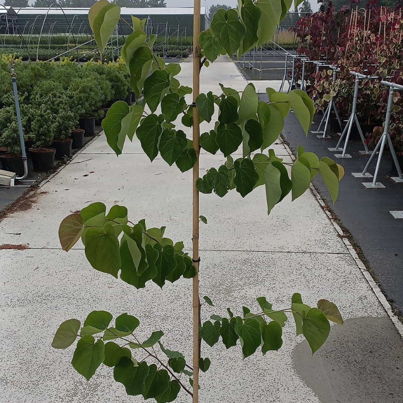 Judastræ (Cercis can. 'Pink Pompom') - Flere Varianter
