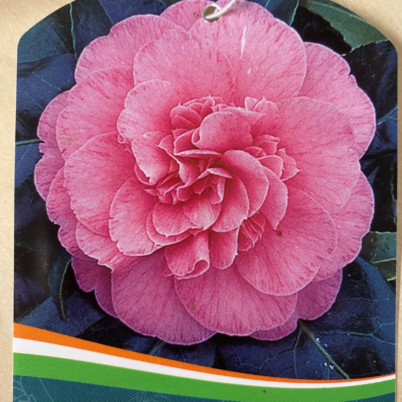 camelia pink