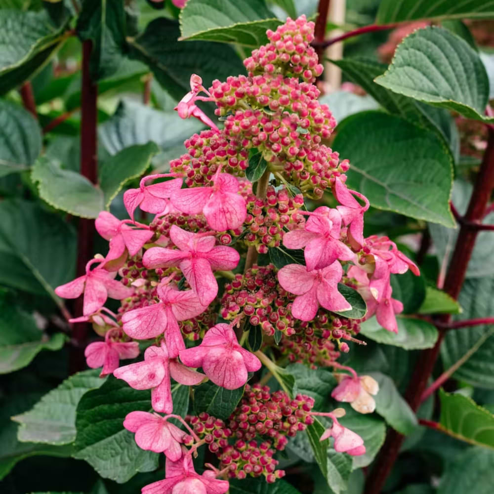 Hortensia infinity