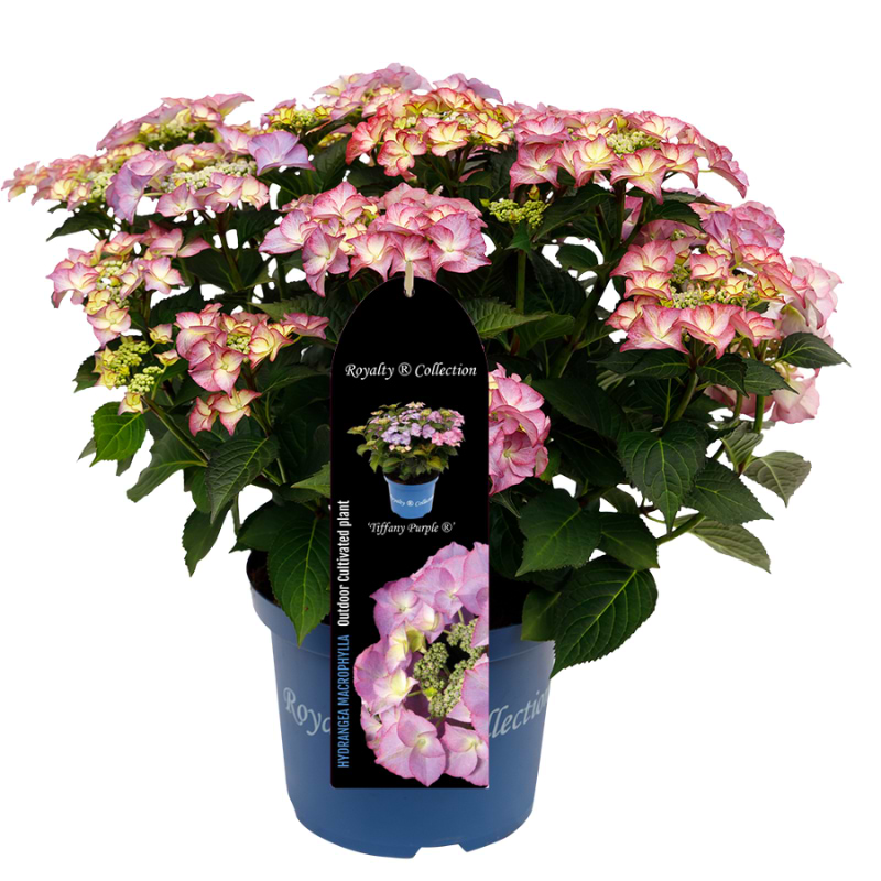 Hydrangea4936ページ Royalty Hortensia (Hydrangea macrophylla 'Tiffany'®) | Se online her