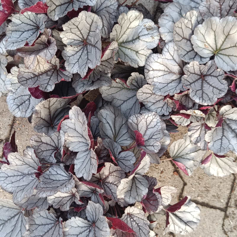 heuchera silverberry
