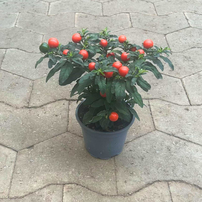 Solanum Thurino