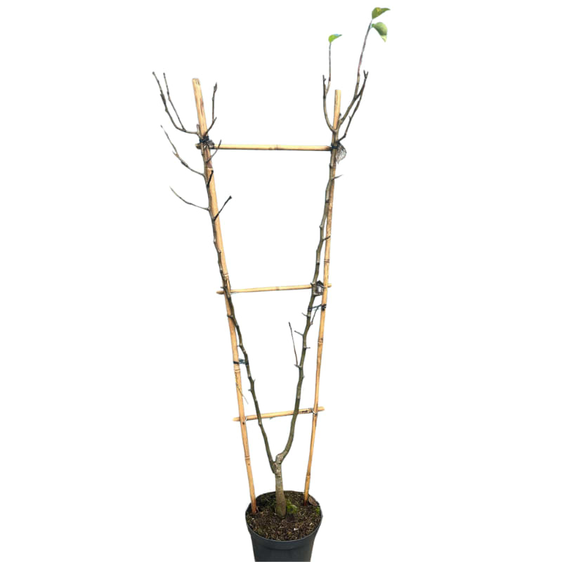 Frugttræ i v form