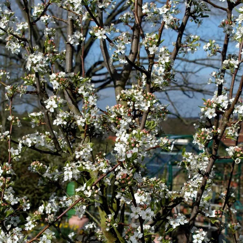Kinapære (Pyrus calleryana 'Chanticleer')