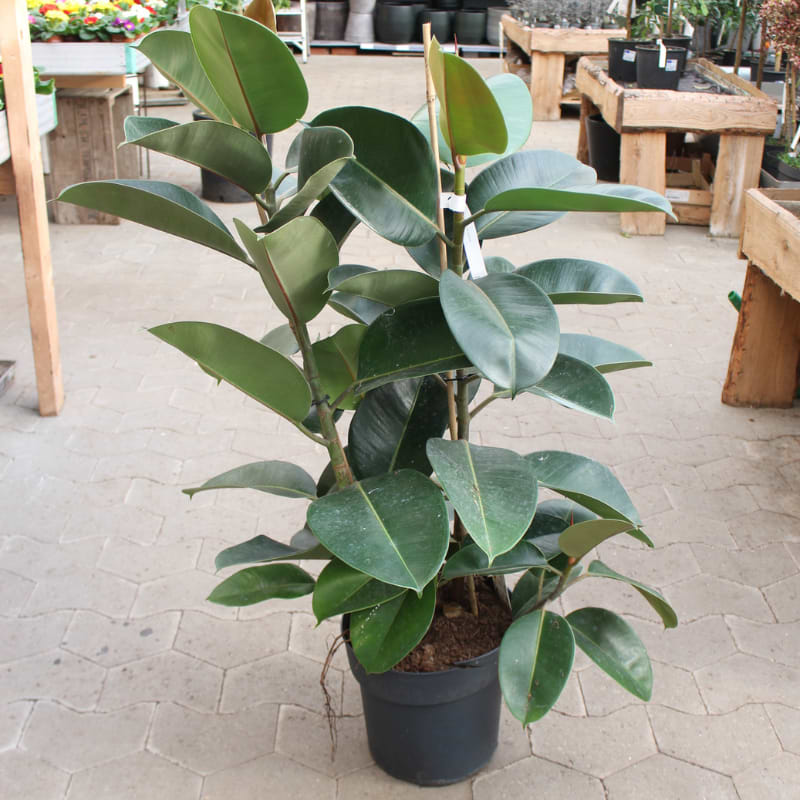 Ficus robusta