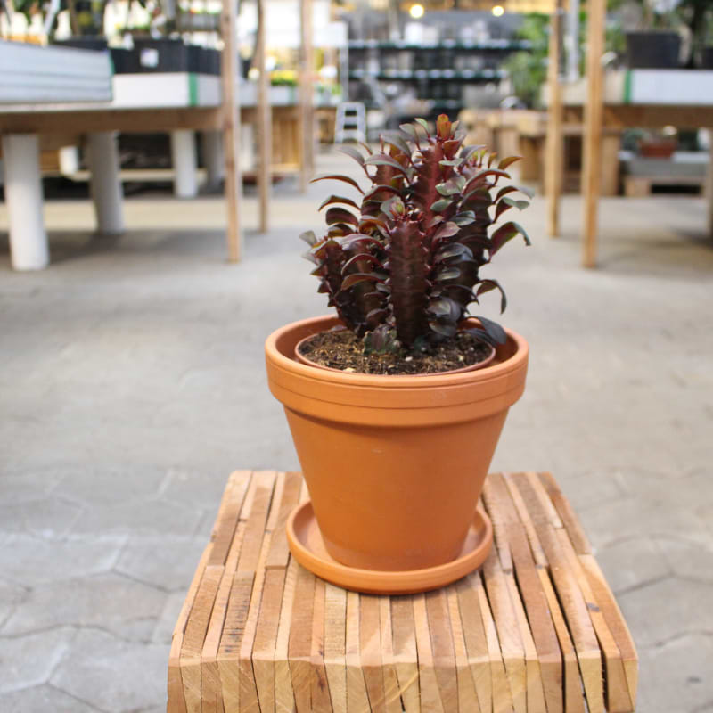 rød euphorbia