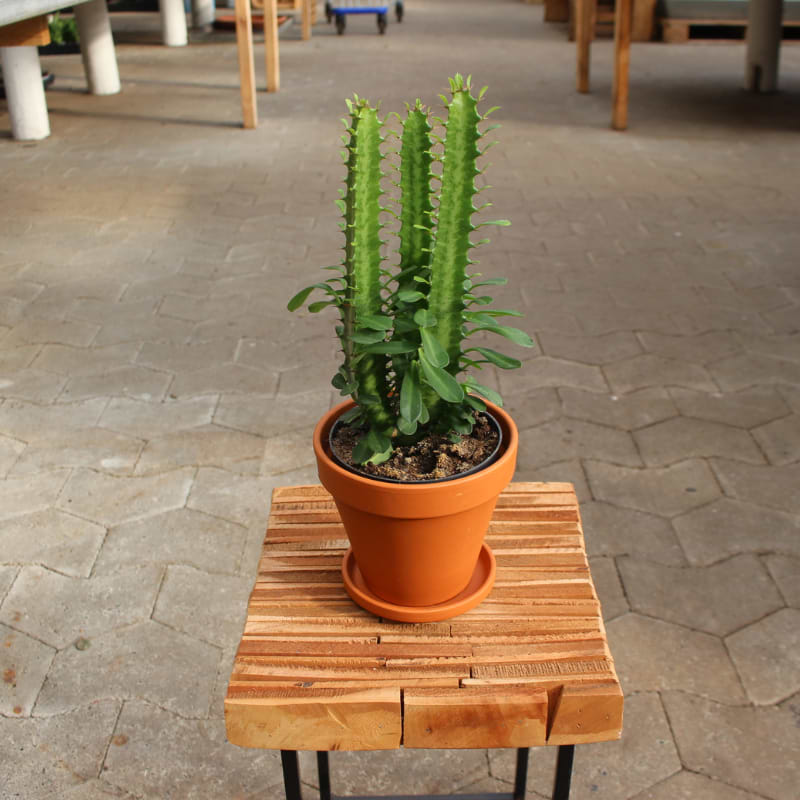 euphorbia trigona grøn