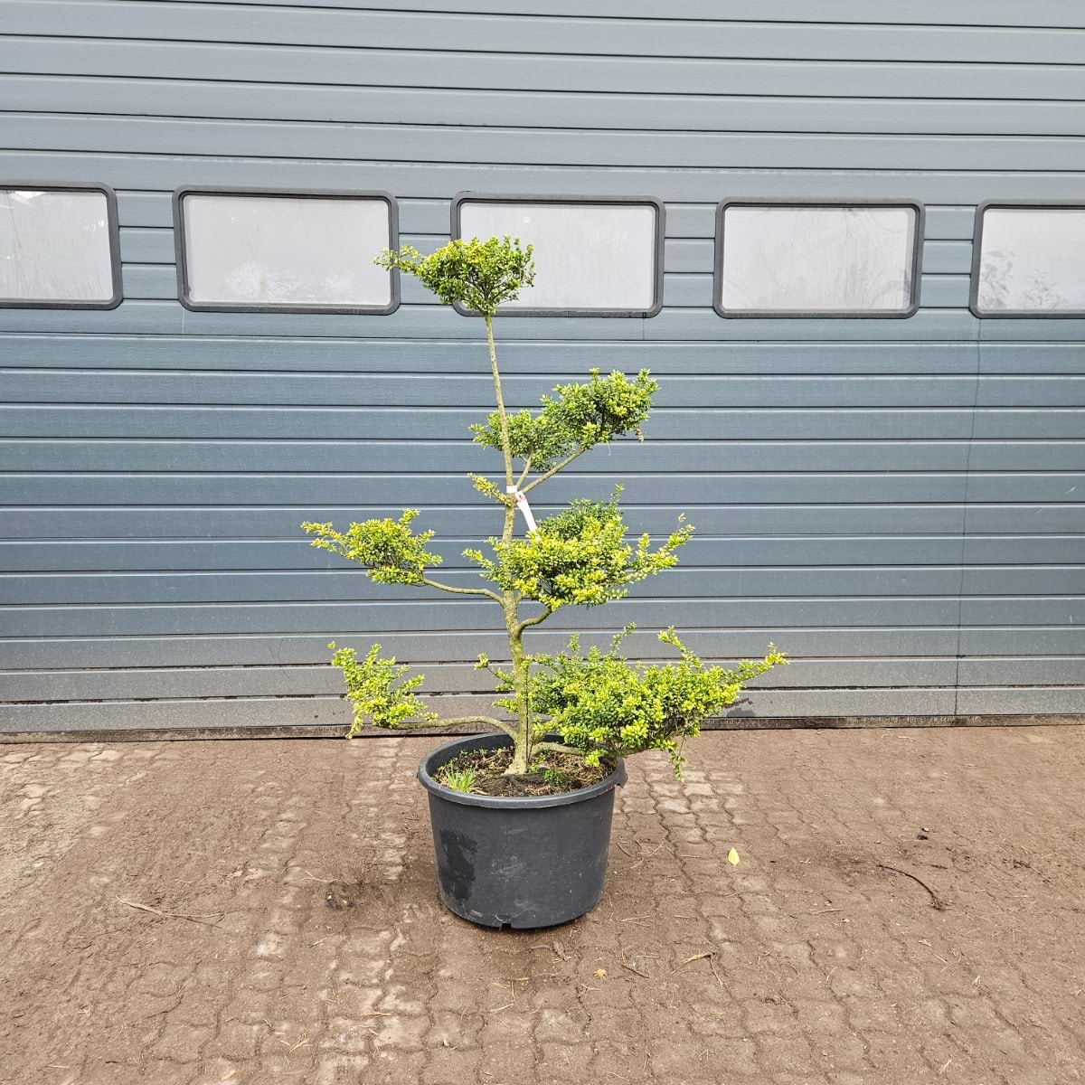 Dvrgkristtorn (Ilex crenata 'Convexa') Bonsai 140-160 cm