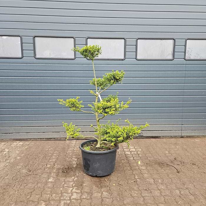 bambus viskose eigenschaften BAMBUS SOFT   BellaLana
