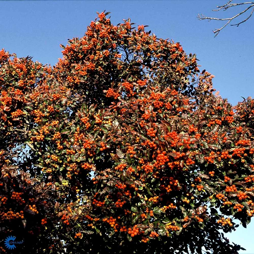 crataegus lavalleei 'carrierei'