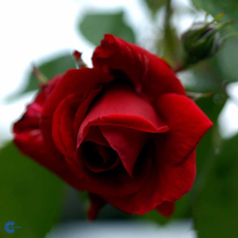 Slyngrose 'Sympathie' - Potterose