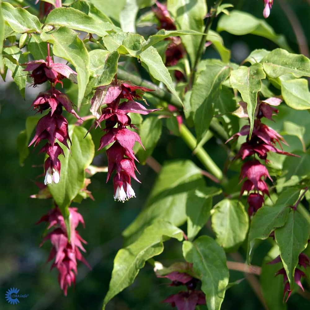 Fasanbusk (Leycesteria Formosa) 30-50 cm