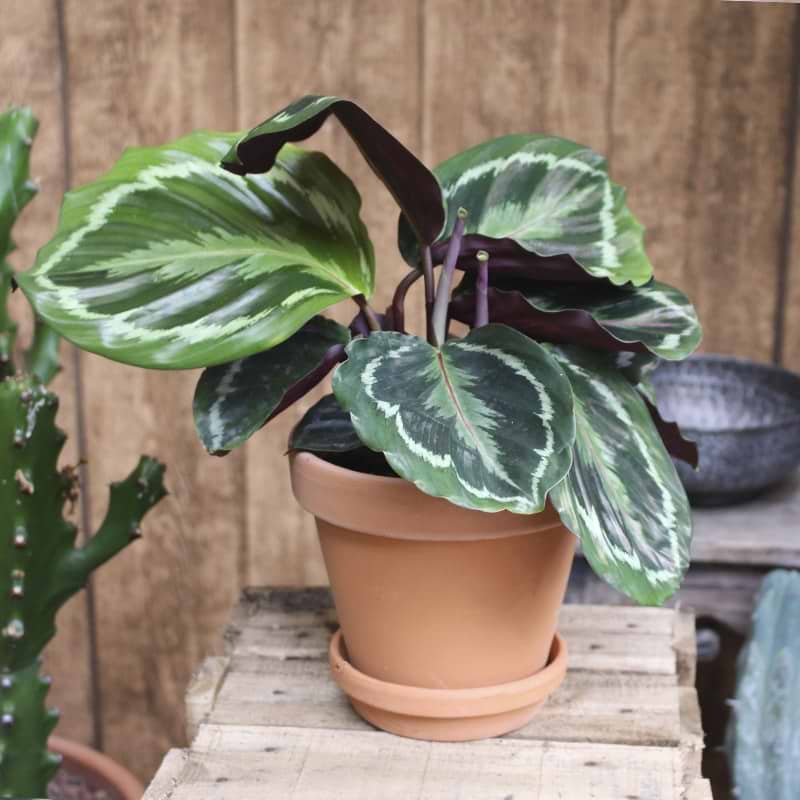 Calathea Roseopicta