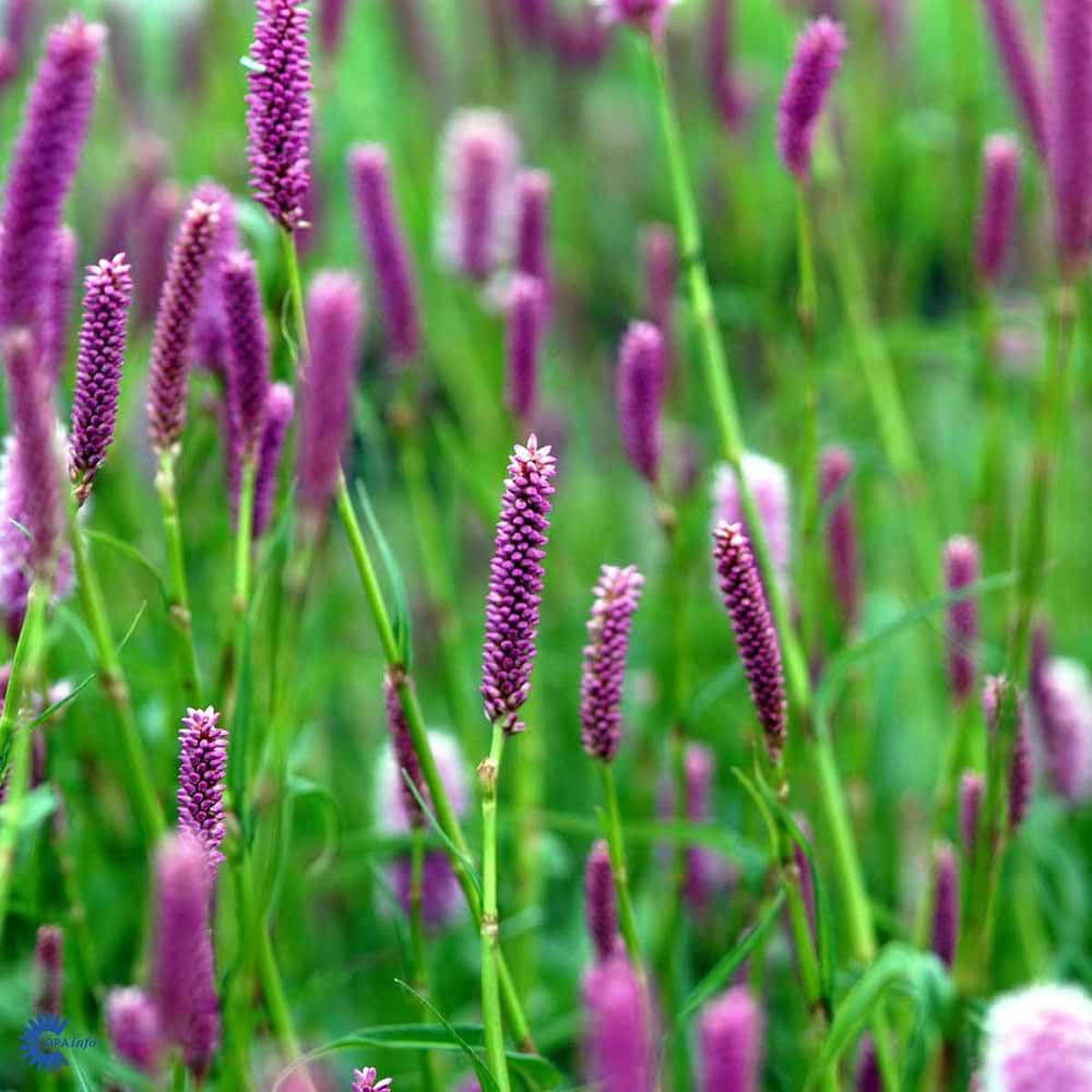 Slangeurt (Persicaria Bistorta 'Hohe Tatra')