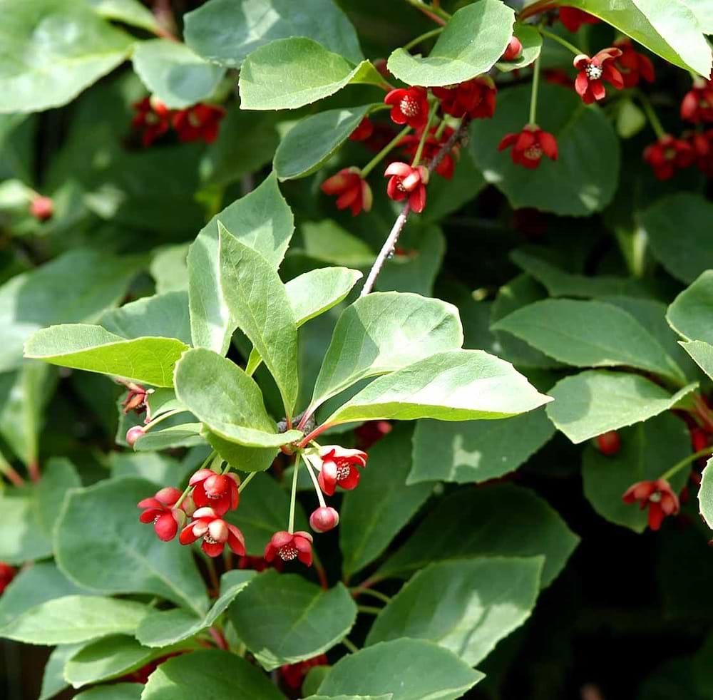 schisandra rubriflora