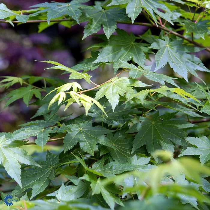 Japansk Ahorn (Acer palmatum) Flere varianter