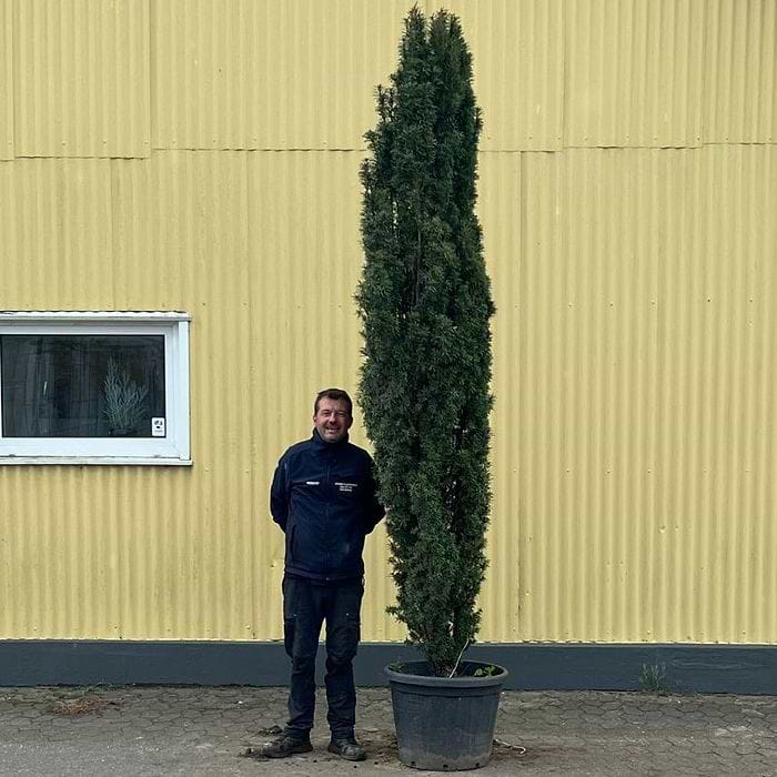 Taks (Taxus media 'Fastigiata') 300-350 cm