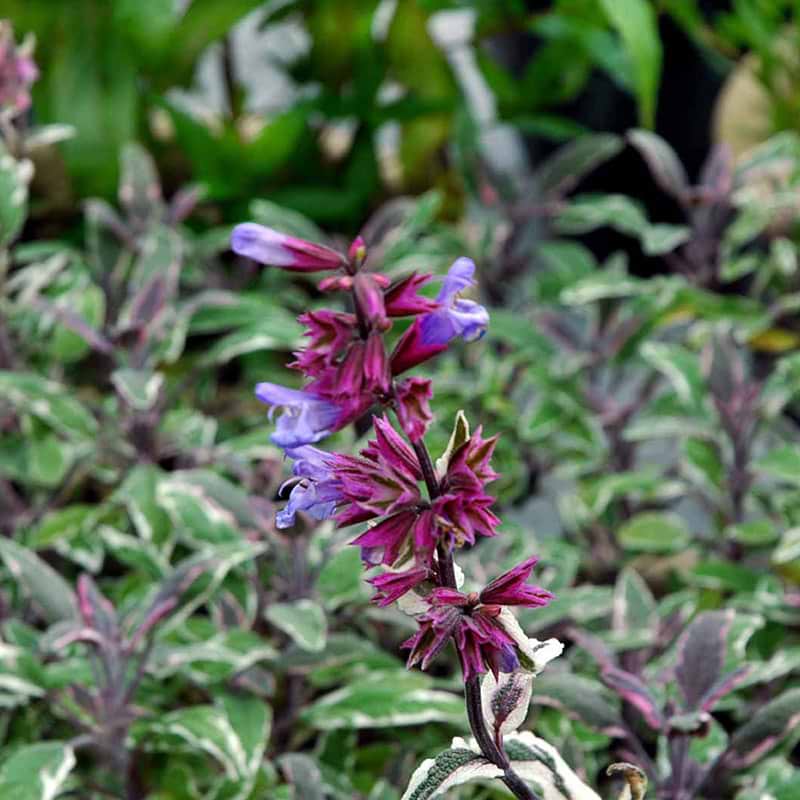Salvia Officialis Tricolor blomst