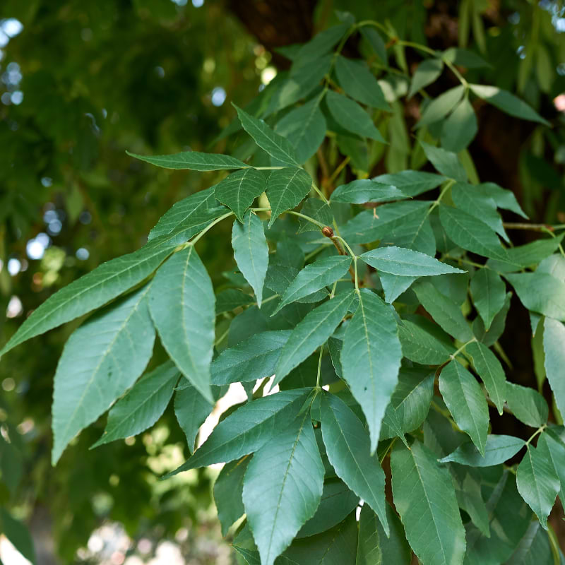 Amerikansk ask (Fraxinus pennsylvanica 'Zundert') 