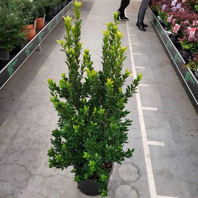 Ilex maximowicziana 'Kanehirae'  Flere Varianter