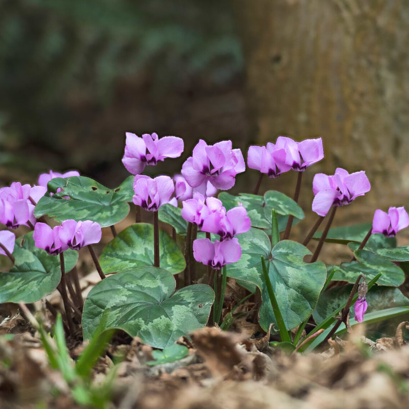 Alpeviol