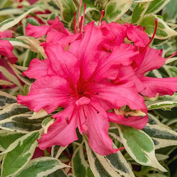 Rhododendron (Rhododendron yak. 'Valencia') | Se online her