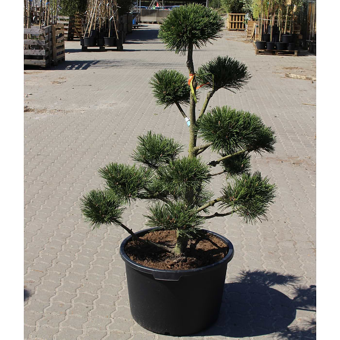 Pinus Mugo var. Uncinata/Rostrata 120 cm Bonsai