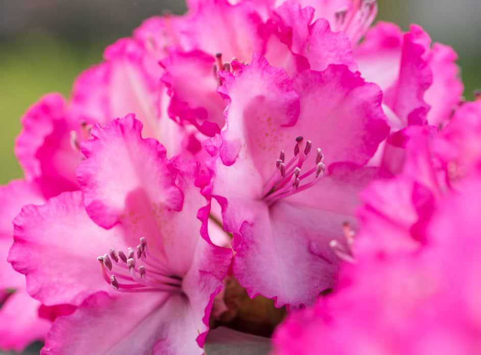 RHODODENDRON (RHODODENDRON HYBRID 'XXL®')