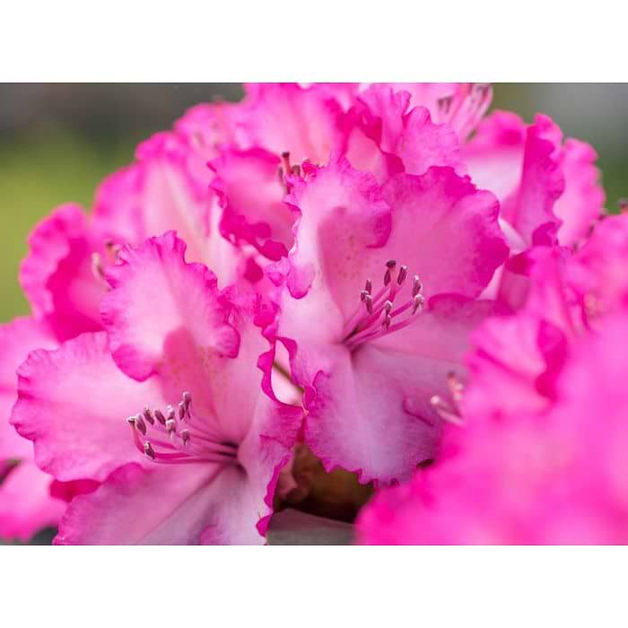 Rhododendron (Rhododendron hybrid 'XXL') 70-80 cm