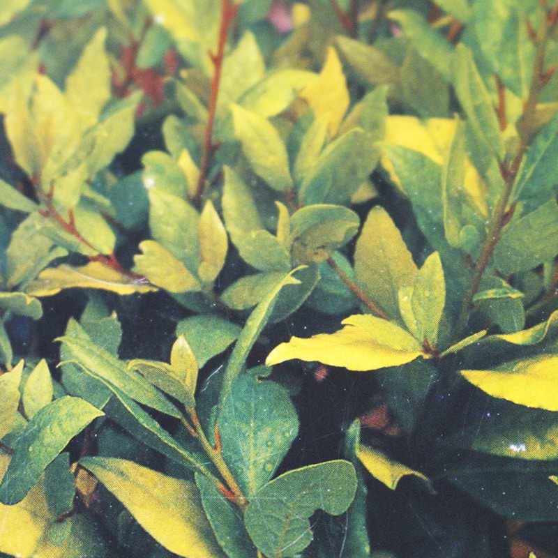Laurus nobilis aurea