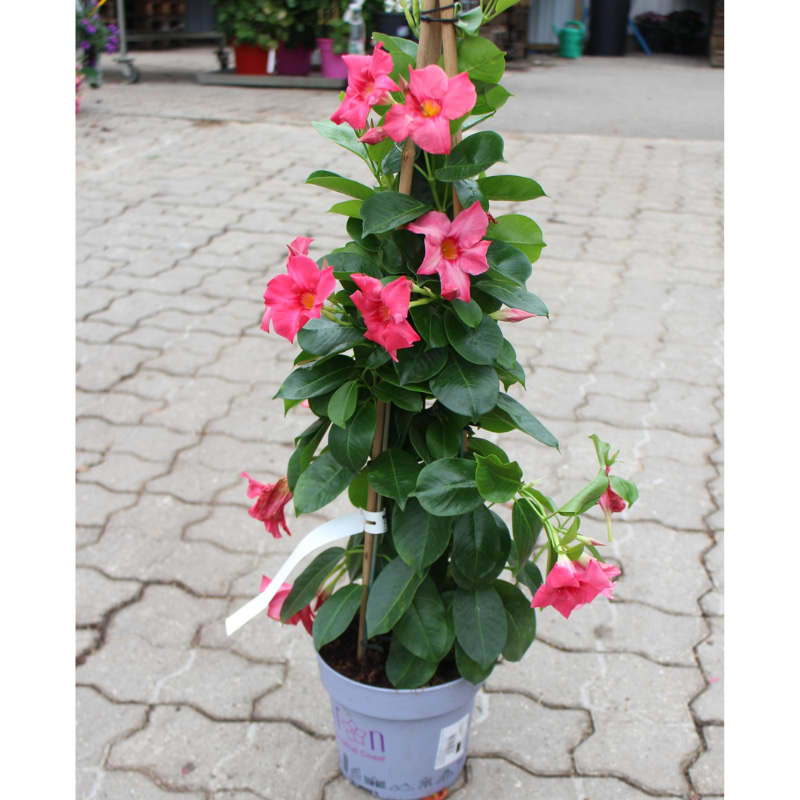 Dipladenia Blomst () Dipladenia Blomst