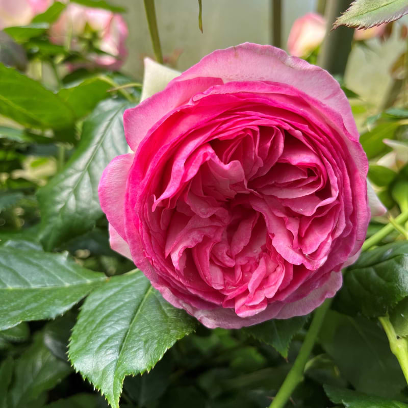 Klatrerose Willestrup-Eden rose