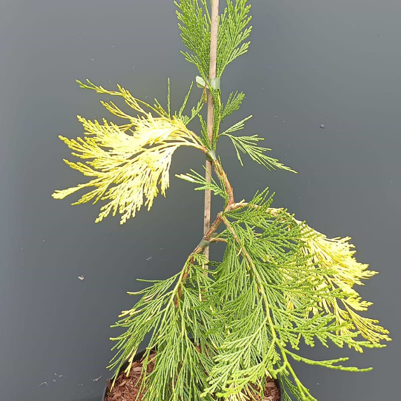calocedrus aureovariegata