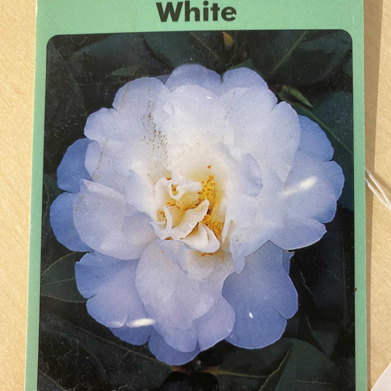 camelia hvid