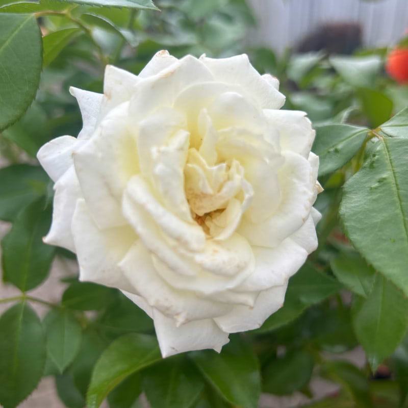 Hvid opstammet rose