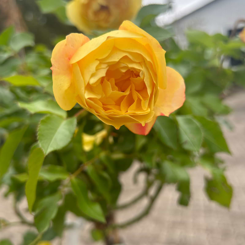Opstammet gul rose