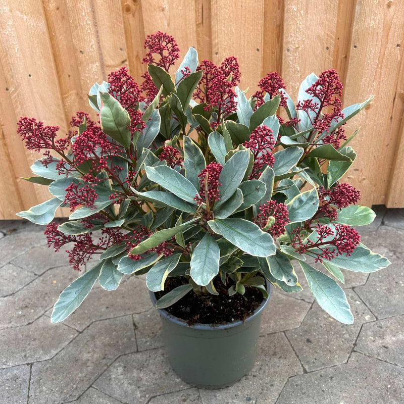 Skimmia Rubella