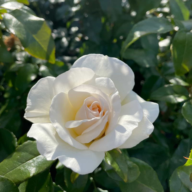 Århus rosen