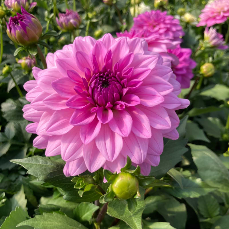 Dahlia i pink nuance
