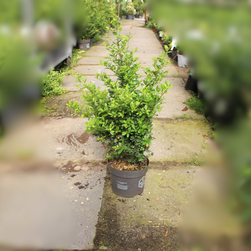 ILEX 25-40 CM 