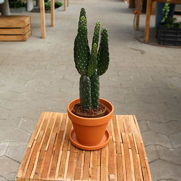 Mickey Mouse kaktus (Opuntia microdasys 'Hvid')