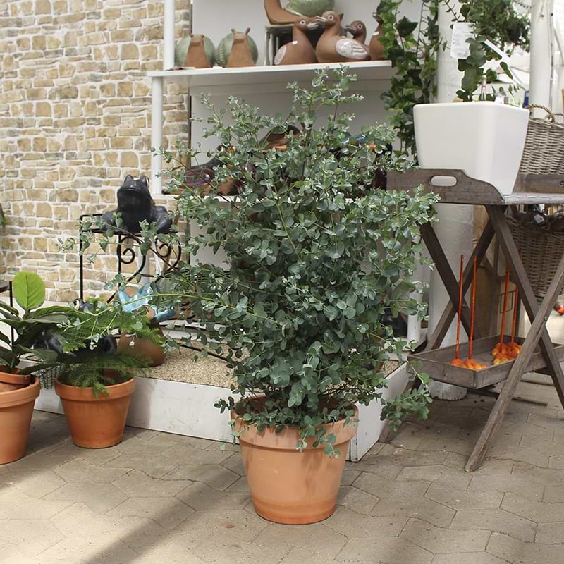 Eukalyptus gunni