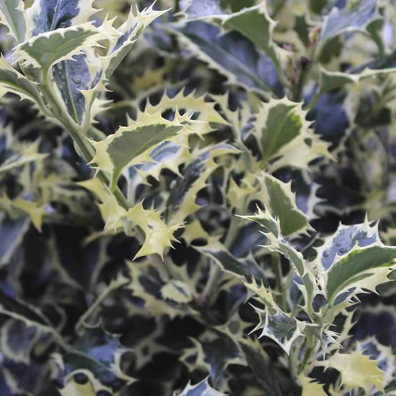 Ilex Argentea Marginata