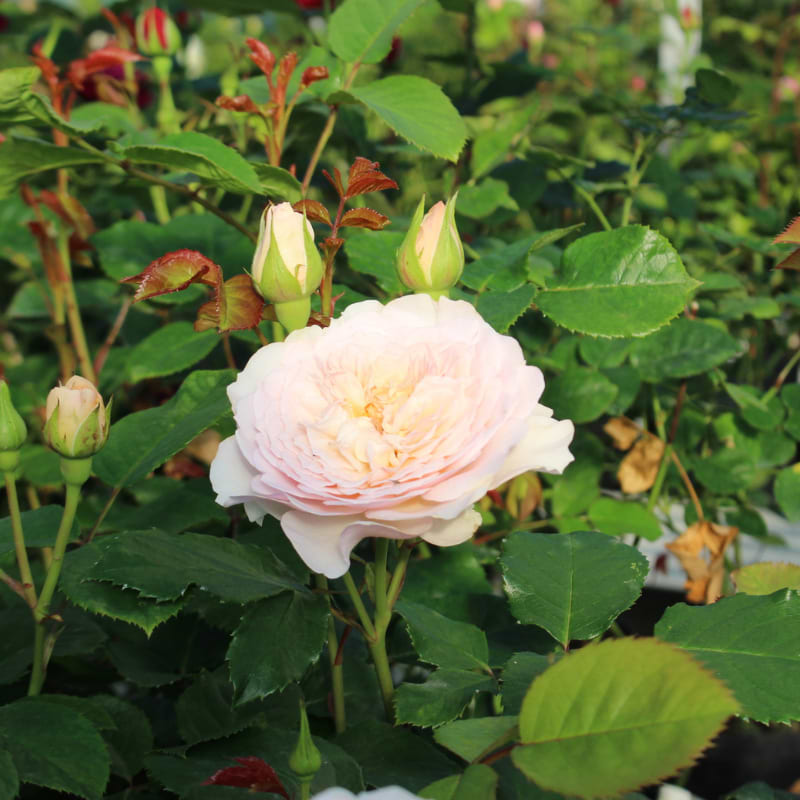 Engelsk rose (Rosa 'Emily Brontë' Ausearnshaw) - Barrods