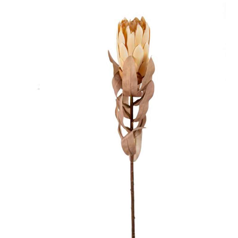 Protea