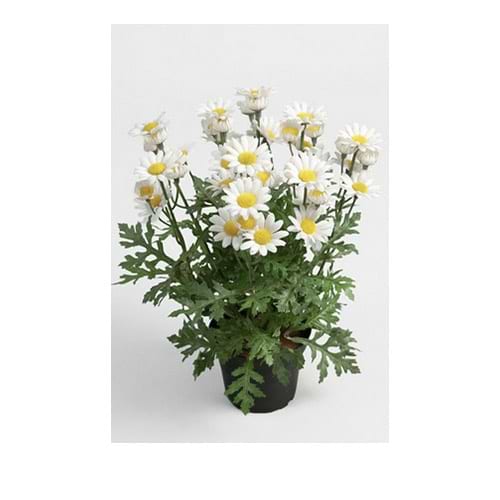 kunstig marguerit