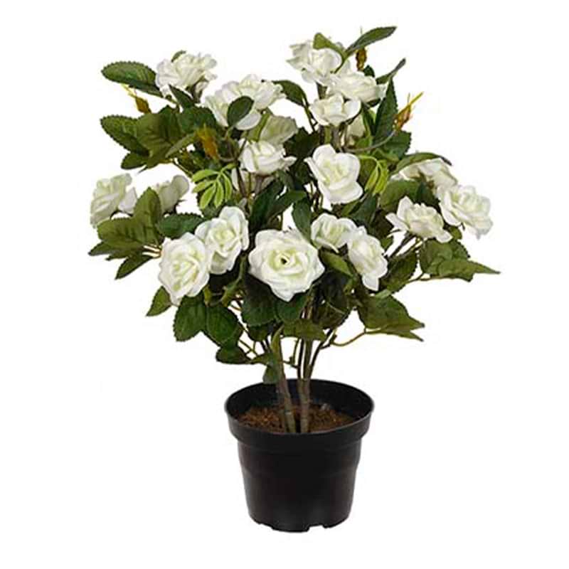 Hvid rose