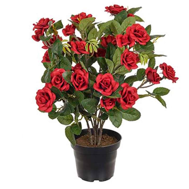 Rød rose