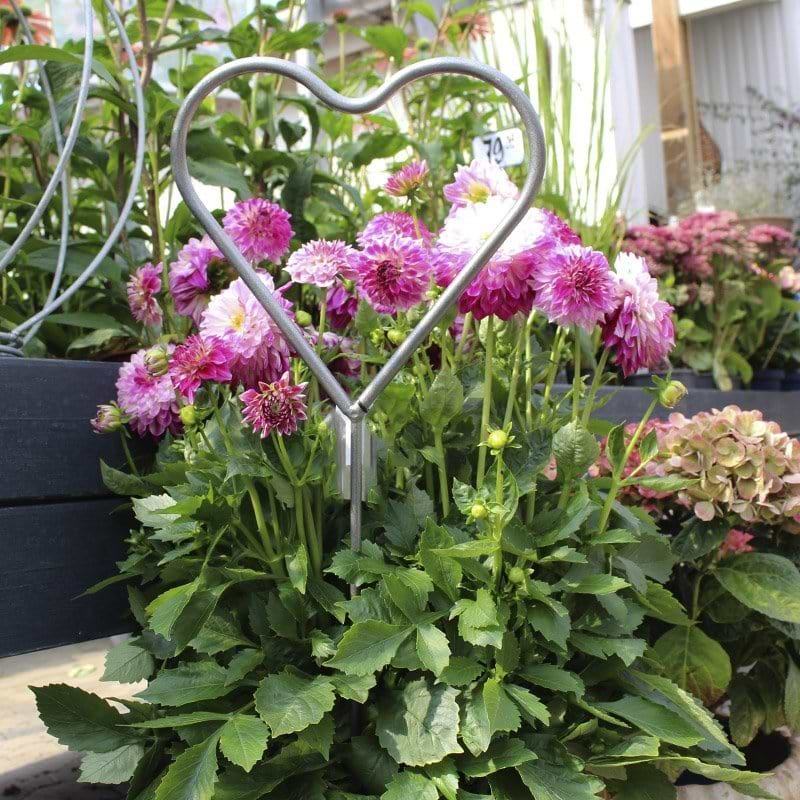 Blomsterhjerte Jern